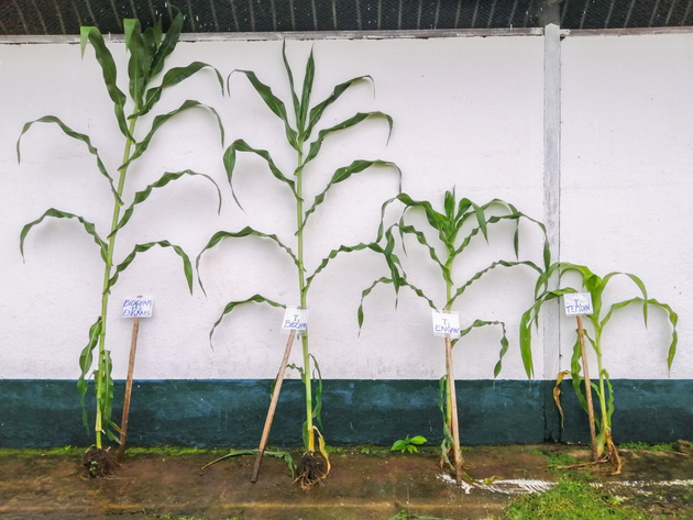 从左到右，玉米含：生物炭+肥料、仅生物炭、仅肥料对照
