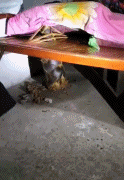 20210422新GIF动图12图:传说中的南帝北丐