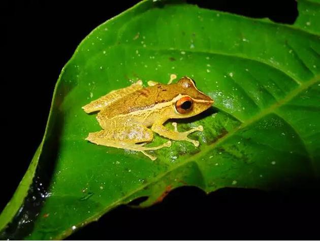 生活在巴拿马森林中的Pristamantis属青蛙