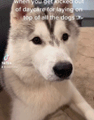 因太热情被日托班开除gif搞笑图片