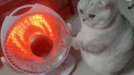 会站着烤火的猫咪gif搞笑图片