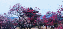 南京梅花山无人机航拍视频-搞笑gif动态图片-izike