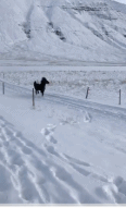 雪地中恣意奔跑的冰岛马冰岛马gif搞笑图片