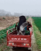 哈士奇跳出三轮车-搞笑gif动态图片-izike