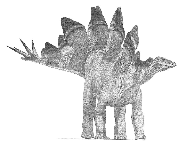 威武的履甲类恐龙——剑龙（Stegosaurus）