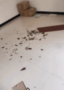 一招解决狗子拆家问题gif搞笑图片