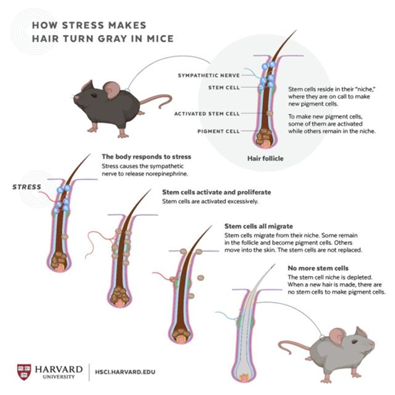 压力导致老鼠毛色变灰的示意图。（来源：Judy Blomquist/Harvard University）