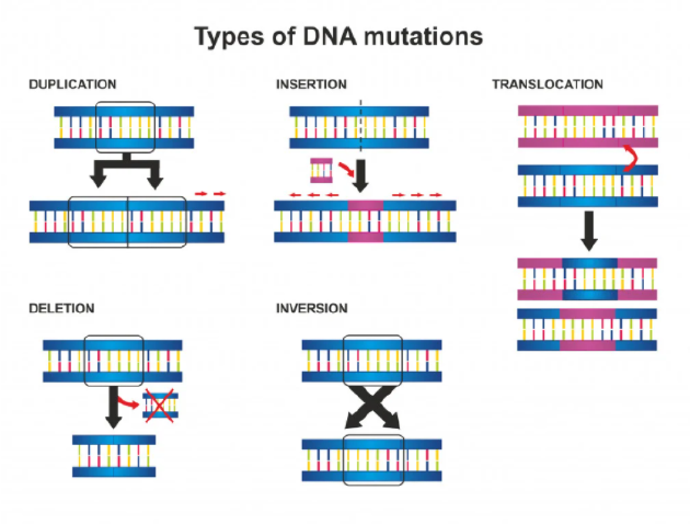 不同的DNA突变
