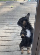 跳了舞才给开门gif搞笑图片