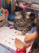 一只猫猫载物台gif搞笑图片