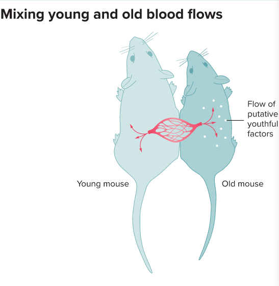 60年前美国康奈尔大学采用一个非常残酷的伤口愈合法——将一只年轻老鼠和一只老年老鼠的伤口缝合在一起，使它们共享血液循环系统。令人惊奇的是，这两只老鼠身体连接在一起几个月之后，两只老鼠的骨骼在重量、体积和密度上变得十分相似，这样有助于老年老鼠避免伴随年龄增大产生的骨骼脆化。