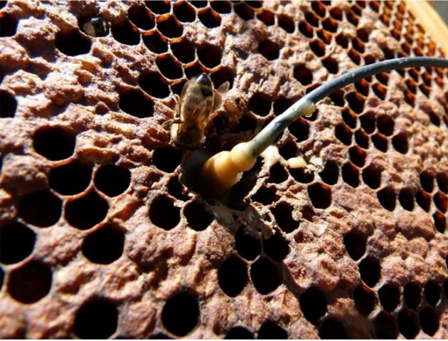 监测蜂巢内声音震动的振动传感器