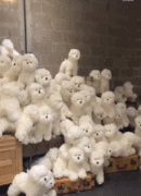 狗狗和它的一百个替身gif搞笑图片