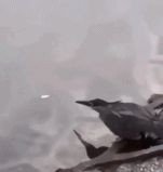 会“钓鱼”的鸟儿gif搞笑图片