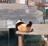 大熊猫的晨间运动gif搞笑图片