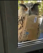 非常靠谱的送信员gif搞笑图片