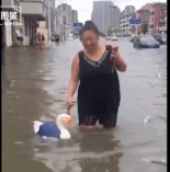 洪水天气可以出来溜鹅了-搞笑gif动态图片-izike