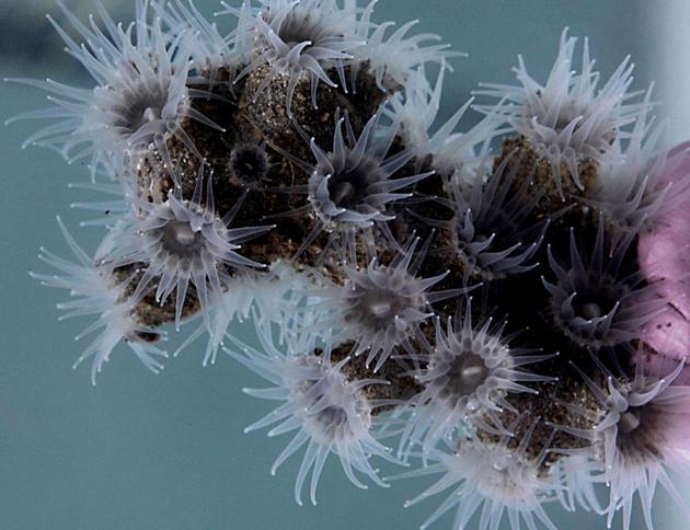 一种叫做Epizoanthus martinsae的鞘群海葵属生物生活在海底近400米的黑珊瑚上。