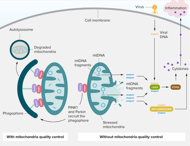 细胞具有几种质量控制机制来清除功能失调的线粒体。其中一个重要的机制涉及到Parkin和PINK1蛋白。当线粒体受损时，PINK1和Parkin蛋白会招募吞噬体，吞噬细胞器并开始降解它。当这种质量控制系统失效时，受损的线粒体DNA (mtDNA)就会从线粒体中逸出。一旦释放，mtDNA片段可以激活诸如cGas-STING或炎症小体等分子，这两种分子都能从病毒和其他入侵者那里感应到外来DNA。这反过来会增加细胞因子的产生并引起炎症。