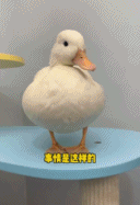 宠物鸭子内八被主人治好-搞笑gif动态图片 - izike-izike