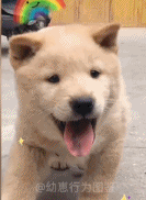 什么事这么开心gif搞笑图片