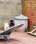 猫咪的神同步gif搞笑图片