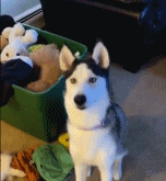 哈士奇开心的想要抱主人-搞笑gif动态图片 - izike-izike
