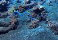 第一视角潜入海底gif搞笑图片