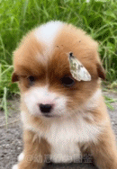 蝴蝶也喜欢小狗狗gif搞笑图片