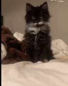 一只偷心小猫咪gif搞笑图片