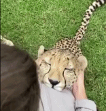 在饲养员怀里享受的猎豹-搞笑gif动态图片-izike