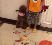 一场“血案”gif搞笑图片