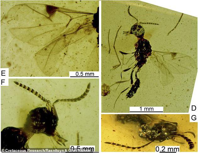 这个黄蜂化石具有一系列独特复杂结构，其中包括：嘴部两侧的瓣状结构(左下图)，以及其它黄蜂家族成员的触角数量较少(右下图)。