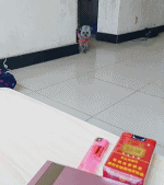 模仿主人上厕所gif搞笑图片