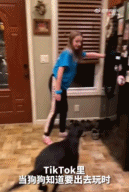 当狗狗得知要出去玩gif搞笑图片