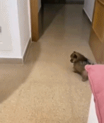 一只笨蛋小毛团gif搞笑图片