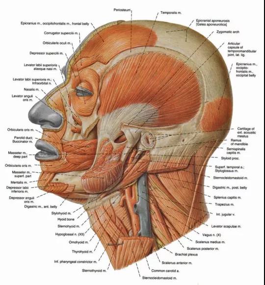 面肌解剖图片