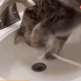 猫咪的多种“使用”方式gif搞笑图片