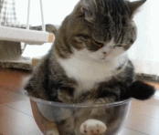 猫对小盒子有多执着gif搞笑图片