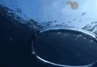 被泡泡困住的水母gif搞笑图片