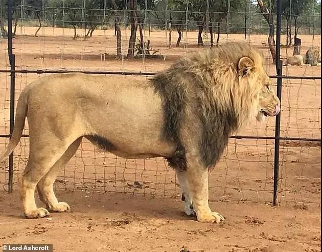 图中这头狮子的捕杀费约为11万人民币