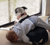 狗狗给予了足够的信任gif搞笑图片