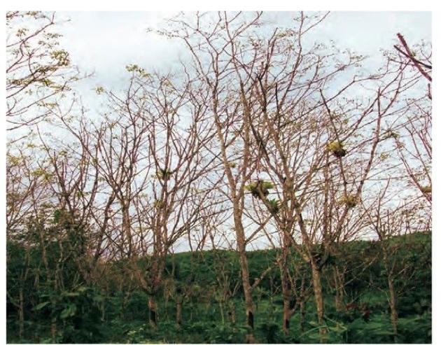 患上橡胶南美叶疫病的橡胶树。图片来源：FAO
