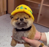 这真不是个玩具嘛gif搞笑图片