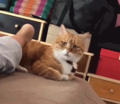 看这委屈的小眼神gif搞笑图片