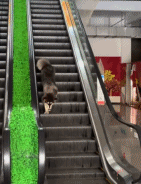 二哈表示不理解gif搞笑图片