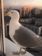 还好我会飞gif搞笑图片