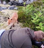 对人类很好奇的狐狸gif搞笑图片