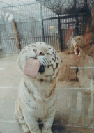 这玻璃是甜的吗gif搞笑图片