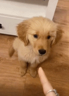 小金毛挨训时在想什么gif搞笑图片